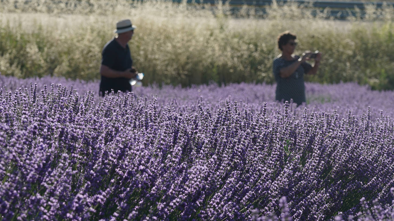 Los campos de lavanda de Tiedra, los más instagrameables