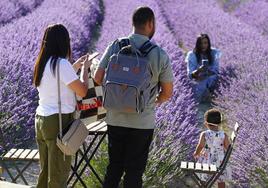 Una familia se hace fotos en los campos de lavanda de Tiedra.