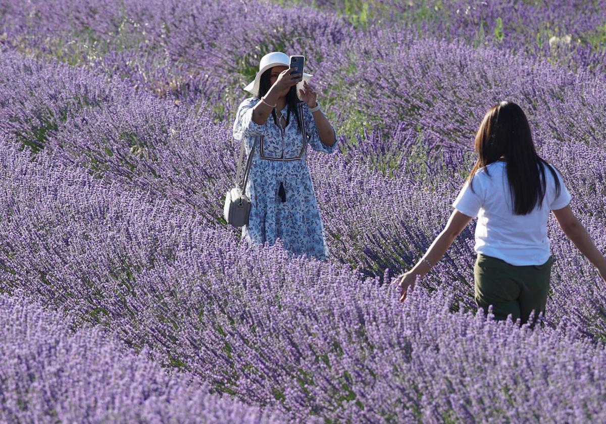 Los campos de lavanda de Tiedra, los más instagrameables