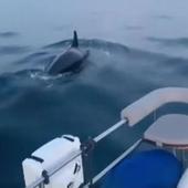 Nuevos ataques de orcas a embarcaciones en el Estrecho de Gibraltar