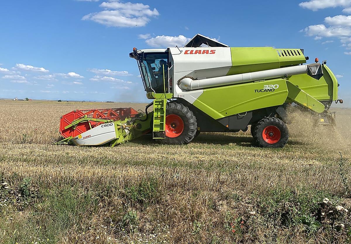Siega de cereal esta campaña.