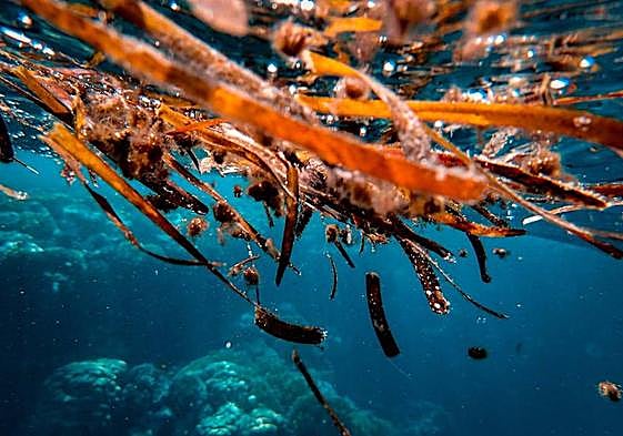 Así es la Ostreopsis, el alga tóxica que ha aparecido en las costas españolas