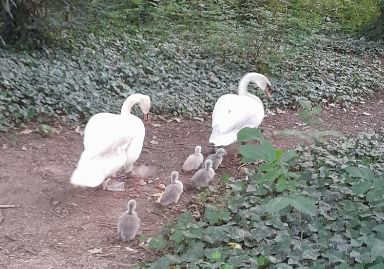 Imagen principal - La misteriosa desaparición de cuatro crías de cisne del Campo Grande