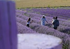 Campos de lavanda de Tiedra.