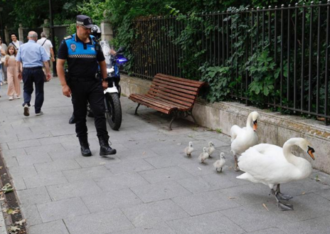 Imagen secundaria 1 - La misteriosa desaparición de cuatro crías de cisne del Campo Grande