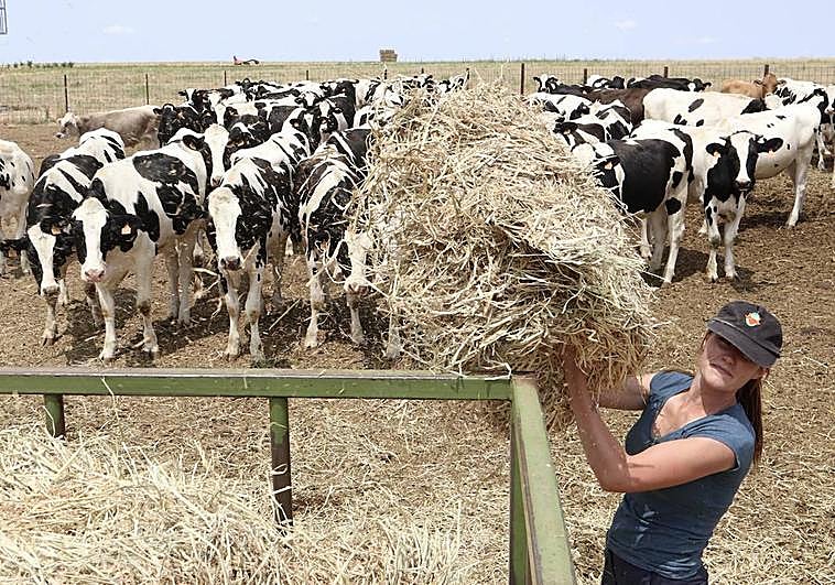 Soraya Rosón en su explotación de El Piñero, Zamora, echa de comer al ganado.