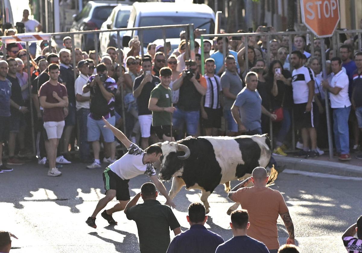 Encierro en Tudela de Duero, celebración de la segunda edición de suelta de toros «El Fogato»