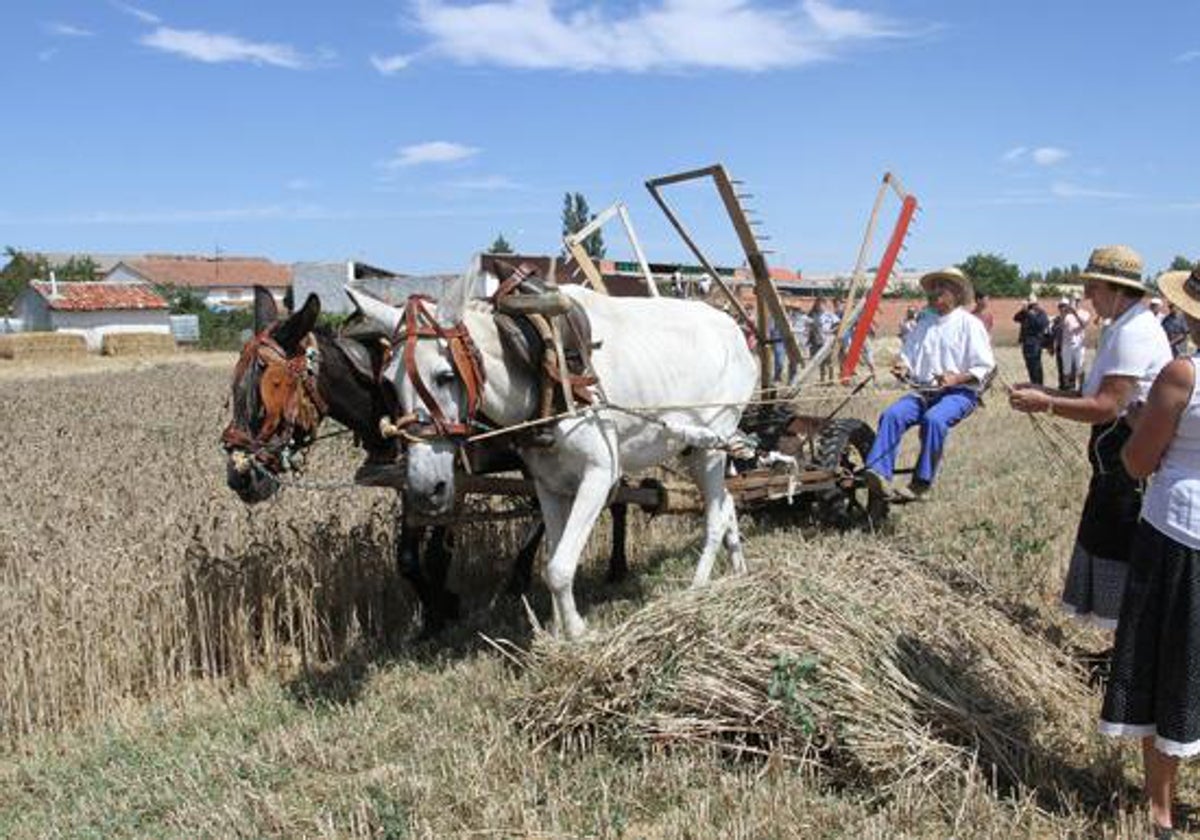 La Fiesta de la Trilla permite el regreso a un pasado no tan lejano y muy enraizado en la economía local