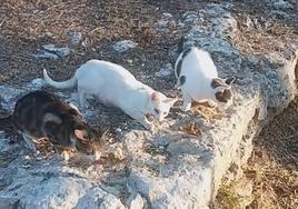 Gatos de una colonia callejera de Cuéllar.