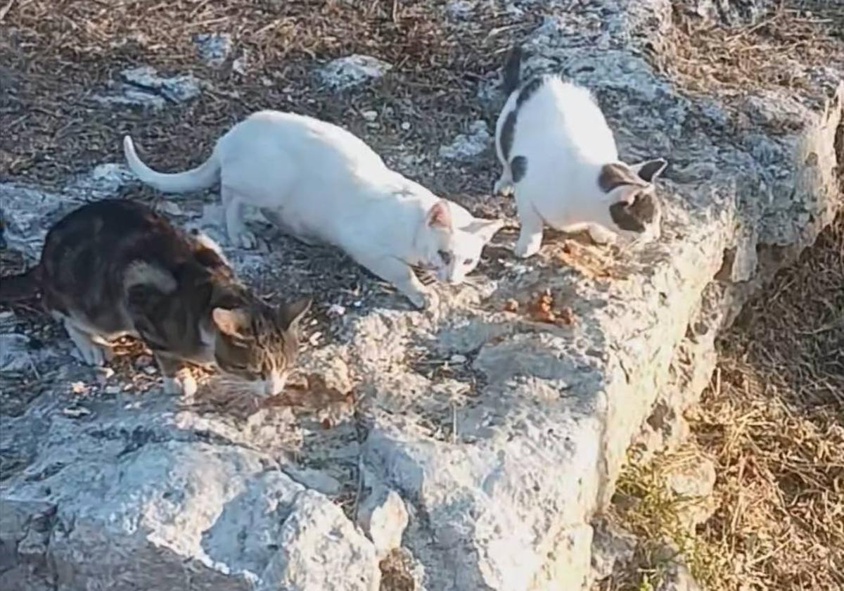 Gatos de una colonia callejera de Cuéllar.