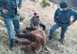 La osa muerta tras el disparo en Ventanilla.