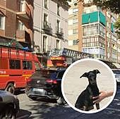 Investigan si la caída de un perro desde un séptimo piso fue accidental o maltrato