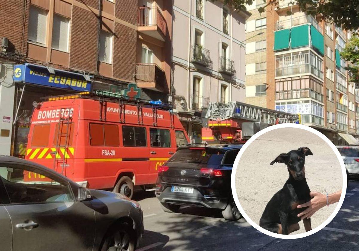 Despliegue de los Bomberos en la plaza Cruz Verde de Valladolid para el rescate del dóberman enano. En el círculo, el perro.