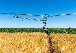 Campos de cereales en Castilla y León.