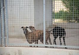 Instalaciones de la protectora Scooby con varios galgos.