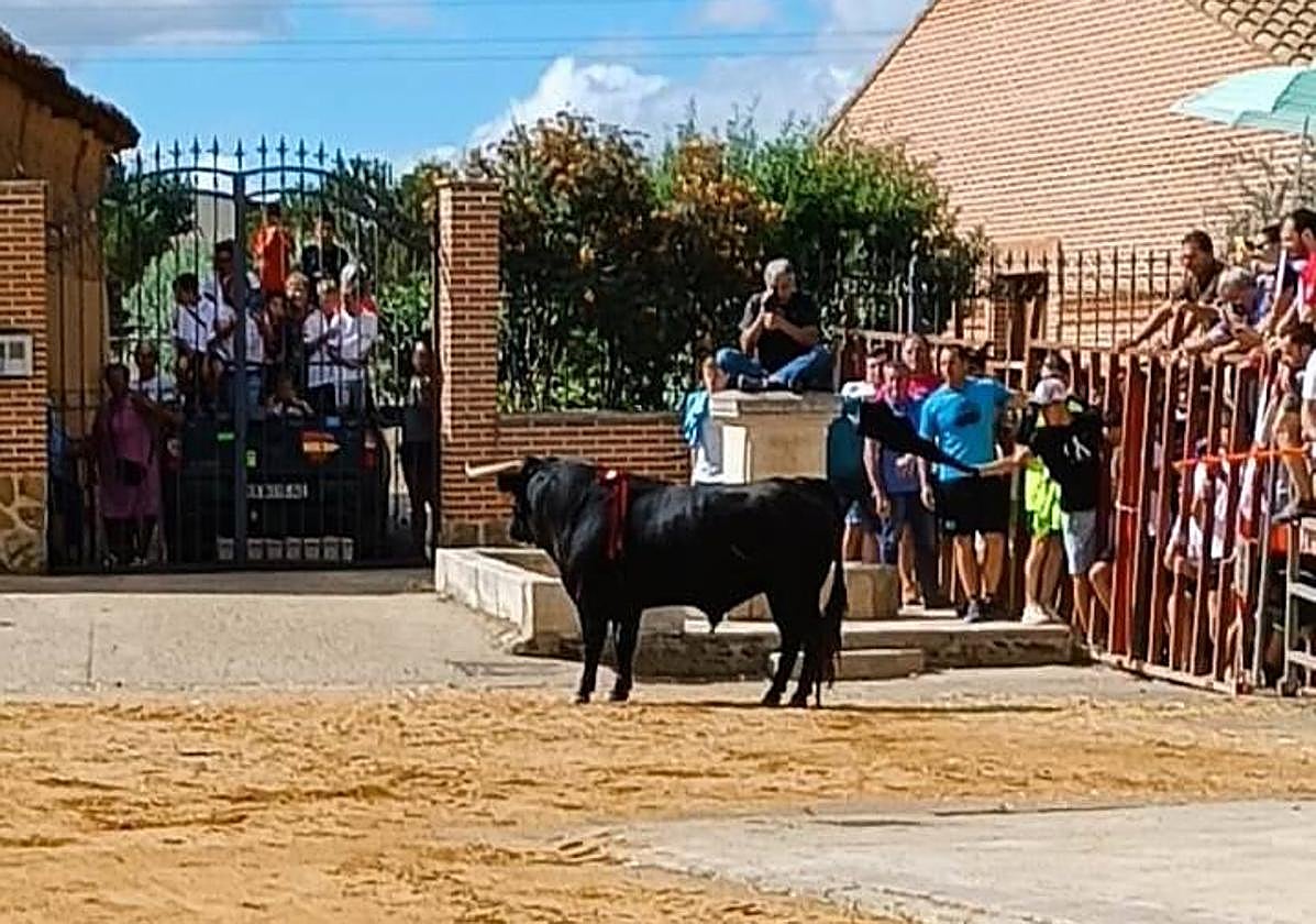 Uno de los momentos del encierro, este sábado en Villafrechós.