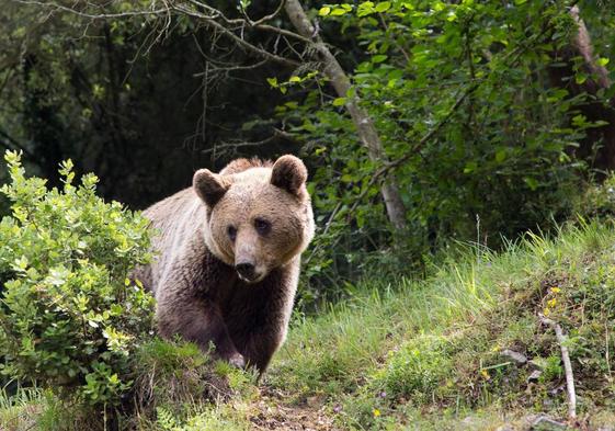 Oso pardo cantábrico.