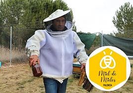 El presidente de APA, Julián Caballero, trabaja con sus colmenas.