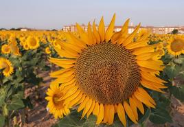 El girasol, uno de los cultivos mejorantes en la rotación, que contemplan los eco regímenes.