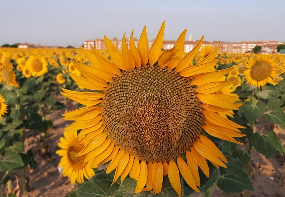 El girasol, uno de los cultivos mejorantes en la rotación, que contemplan los eco regímenes.