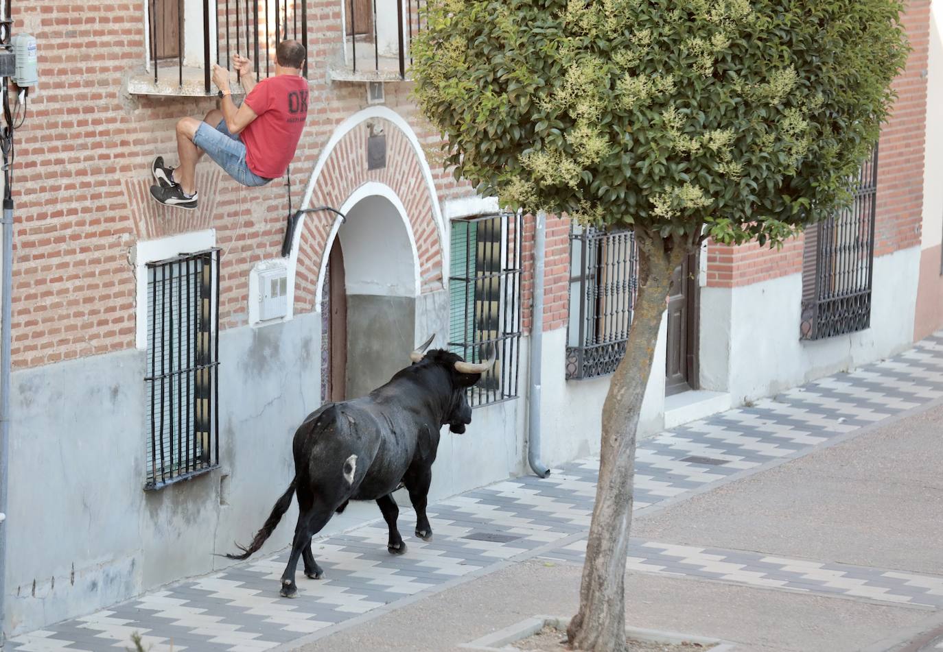 El encierro de La Seca, en imágenes