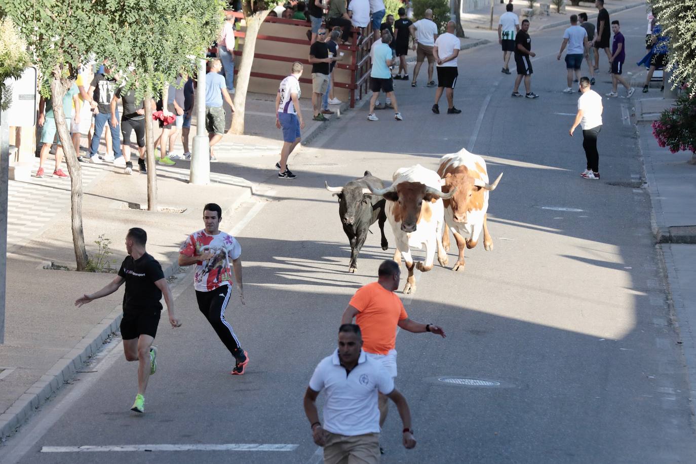 El segundo encierro de toros de La Seca, en imágenes