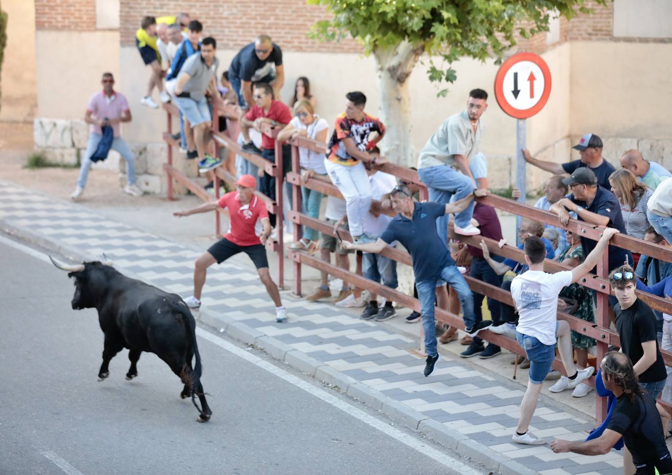 El segundo encierro de toros de La Seca, en imágenes