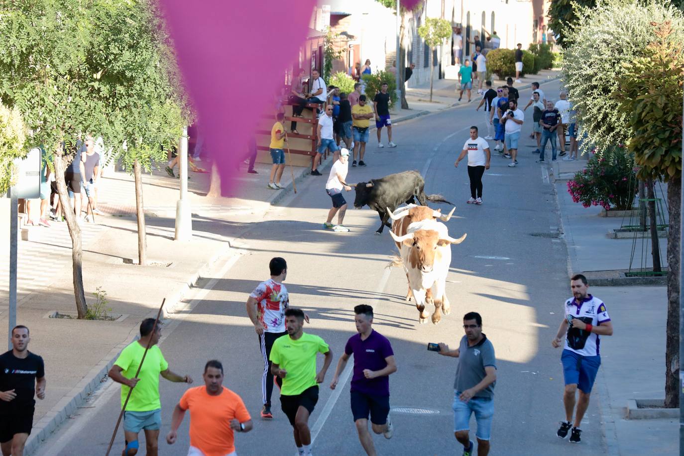 El segundo encierro de toros de La Seca, en imágenes