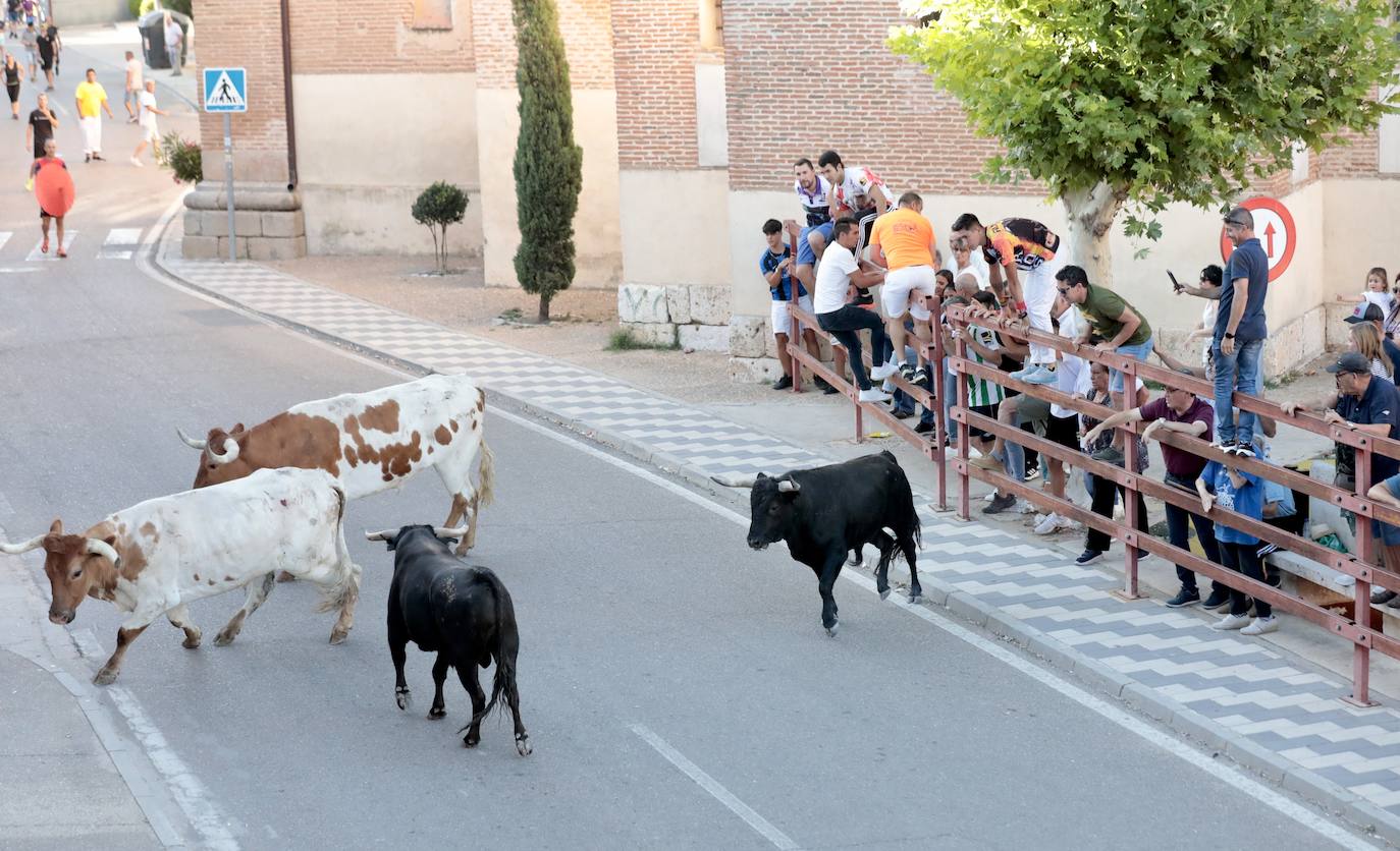 El segundo encierro de toros de La Seca, en imágenes