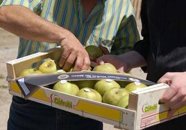 Manzanas reinetas del Bierzo.