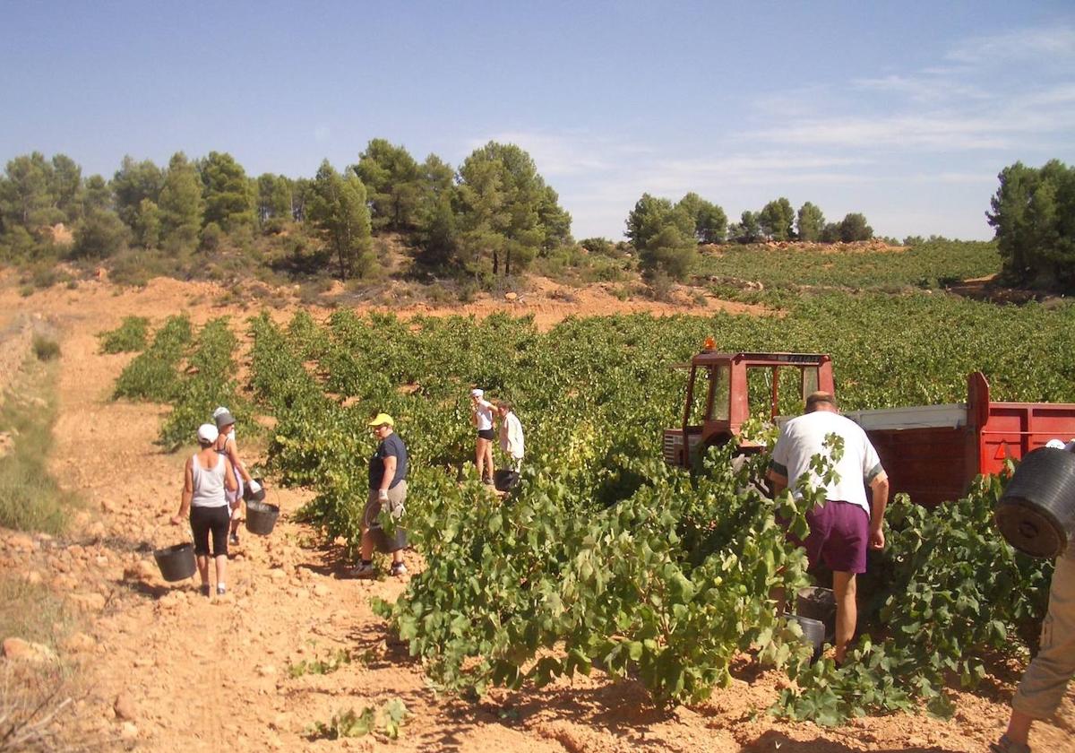 Vendimia en una explotación agraria.