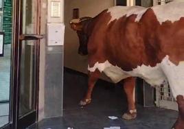 Momento en el que uno de los cabestros entra en un portal de la calle Real de Íscar.
