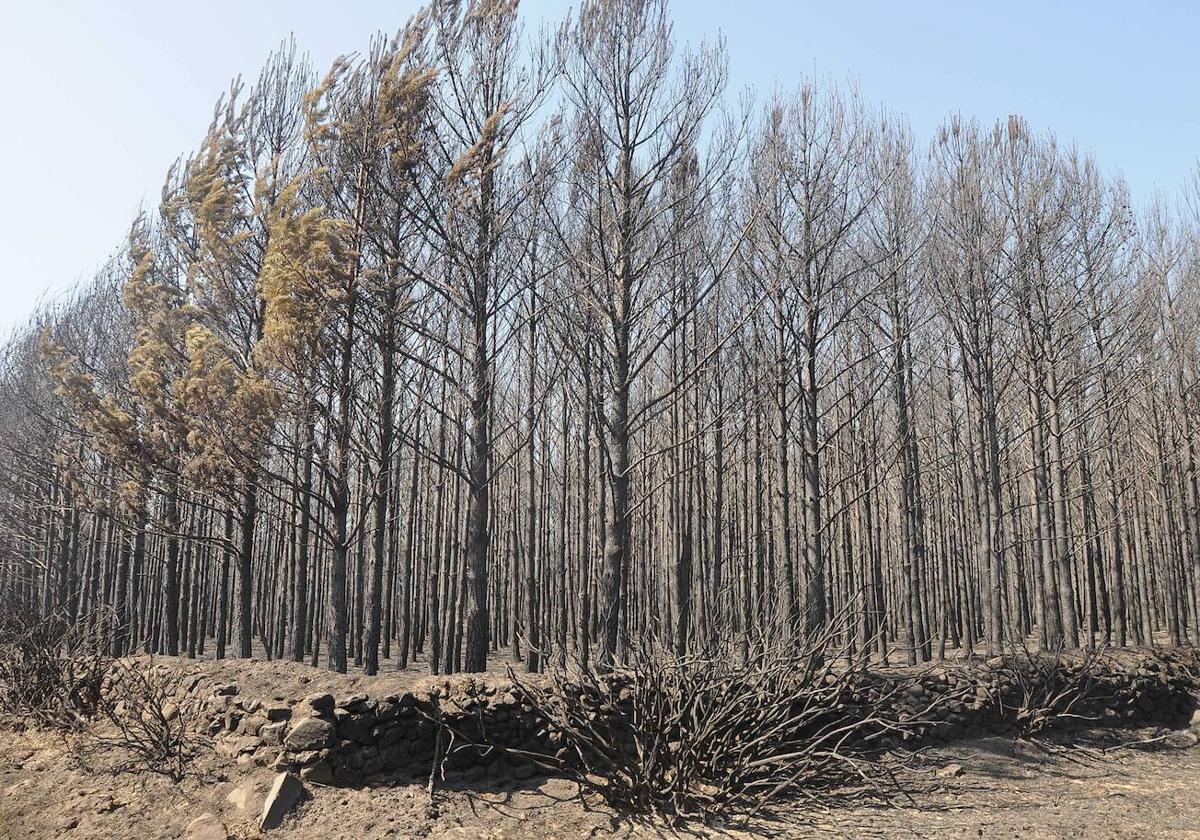 Incendio forestal en Castrocontrigo, León.