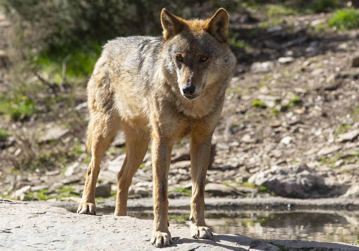 Fotografía de un lobo ibérico.