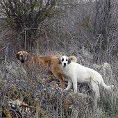 Castilla y León, entre las cuatro CCAA con mayor cifra de atropellos de perros y gatos