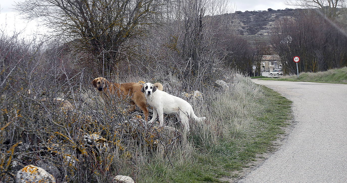 Perros sueltos en la carretera.