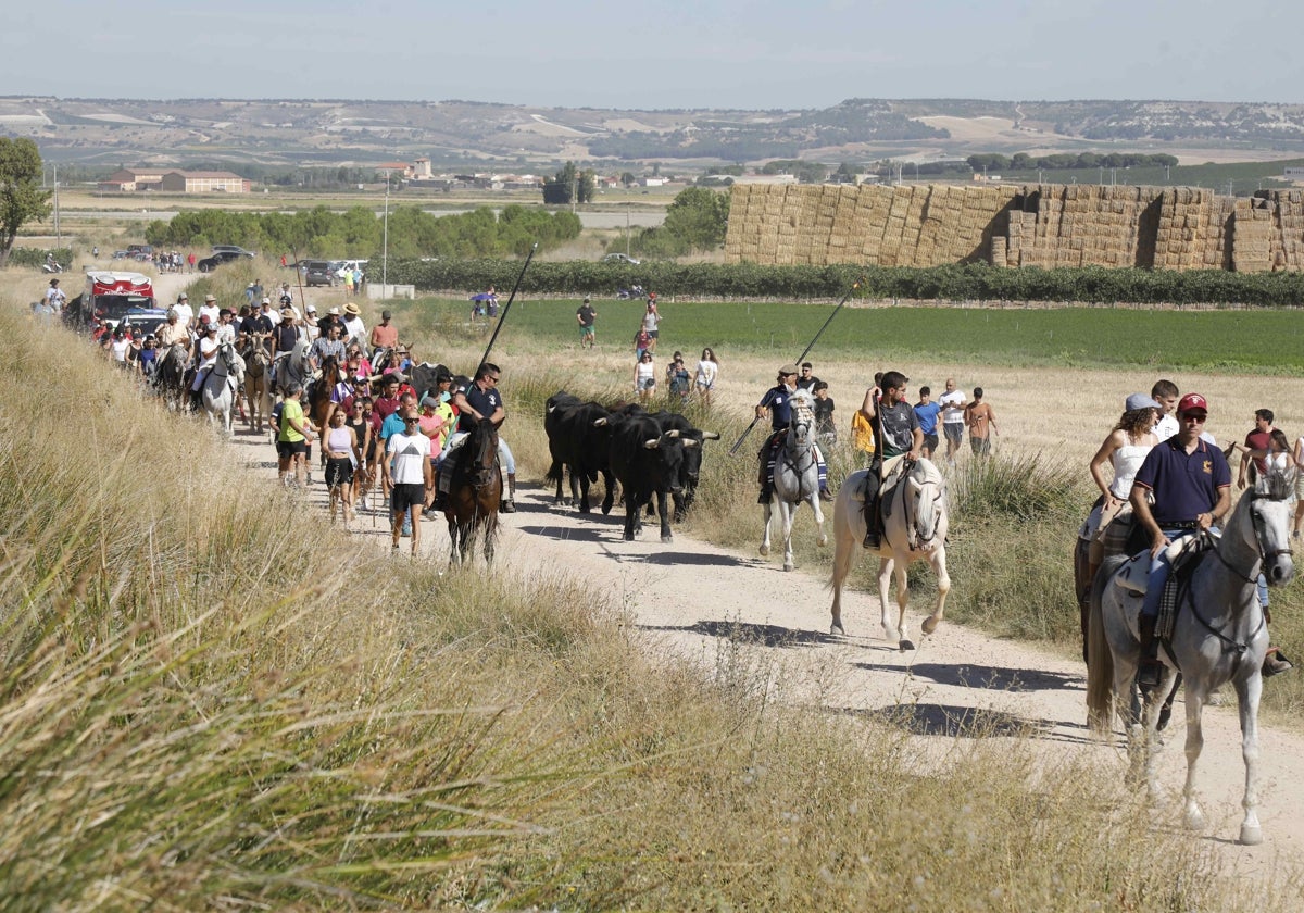 El grupo de reses tras comenzando el recorrido en el entorno de Pajares.