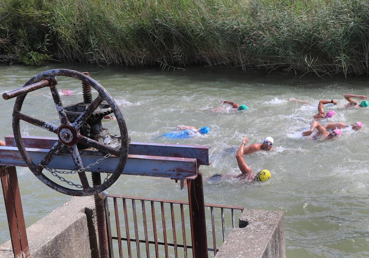 Los participantes recorren a nado un tramo del Canal del Castilla, este domingo en la prueba de Paredes de Nava