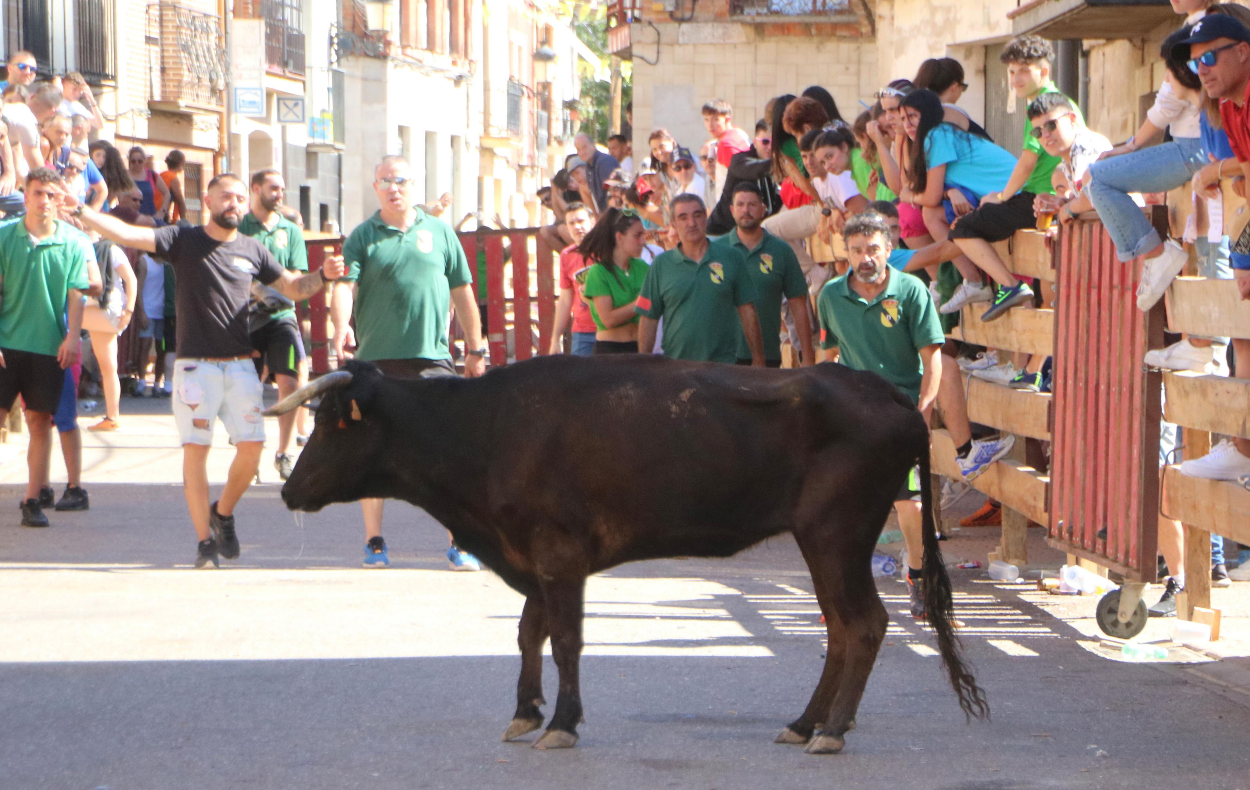 Torquemada, fiel a los encierros tradicionales