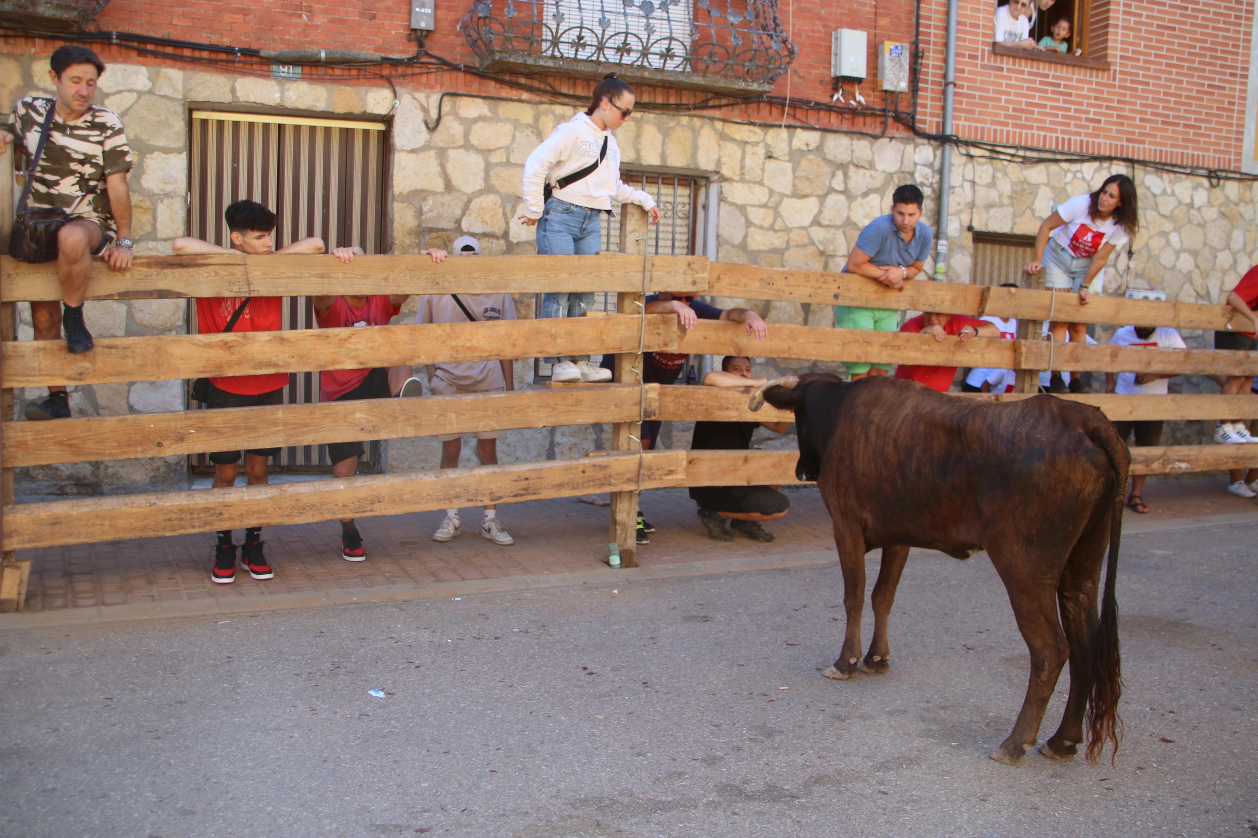 Torquemada, fiel a los encierros tradicionales
