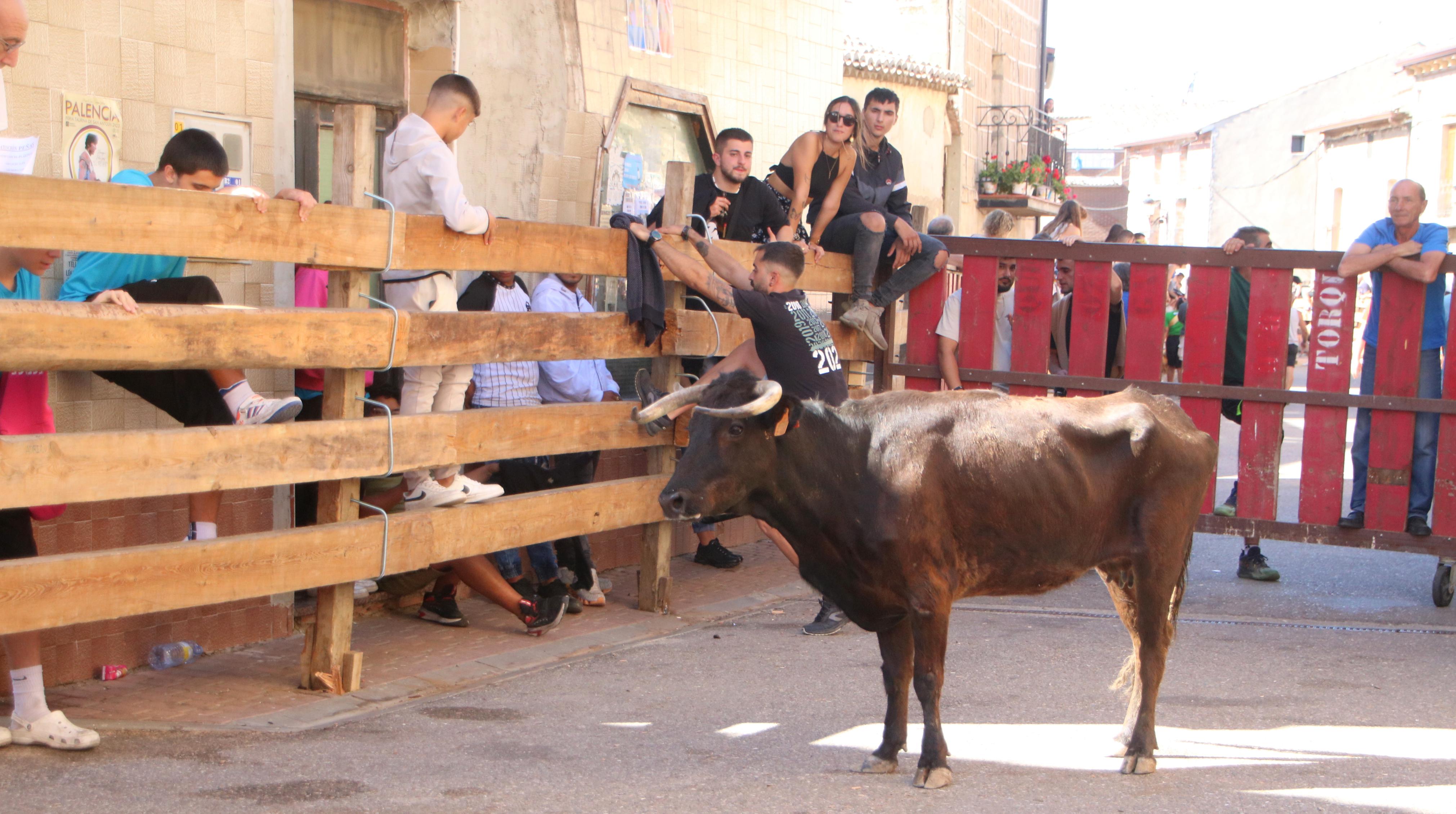 Torquemada, fiel a los encierros tradicionales