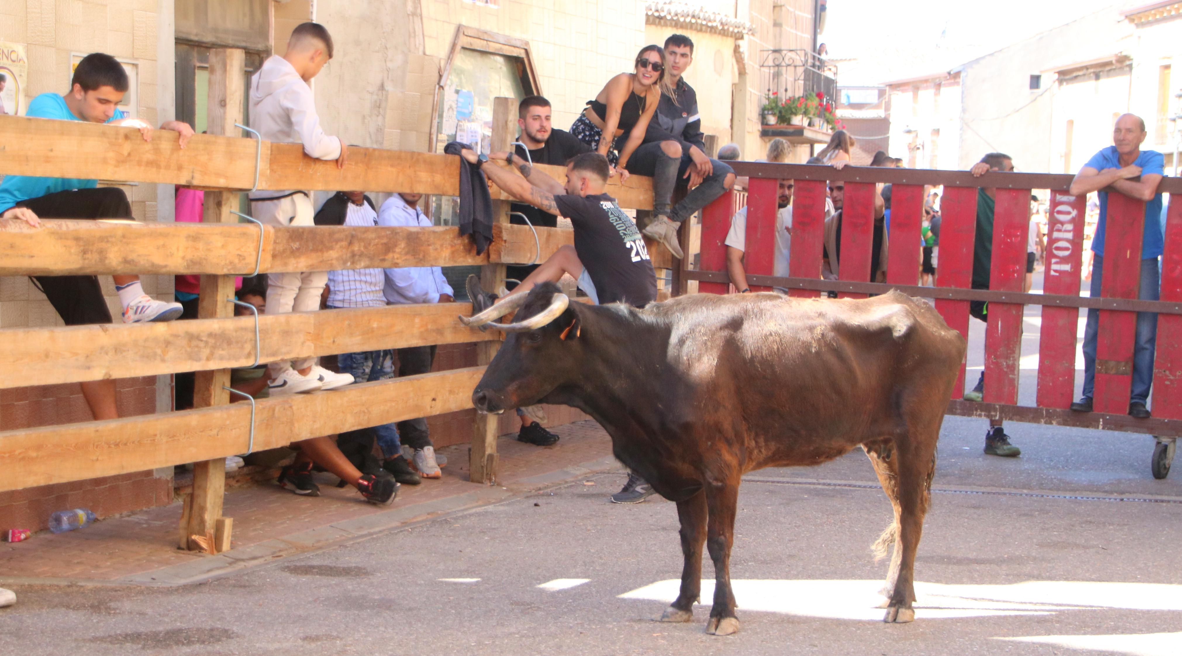 Torquemada, fiel a los encierros tradicionales