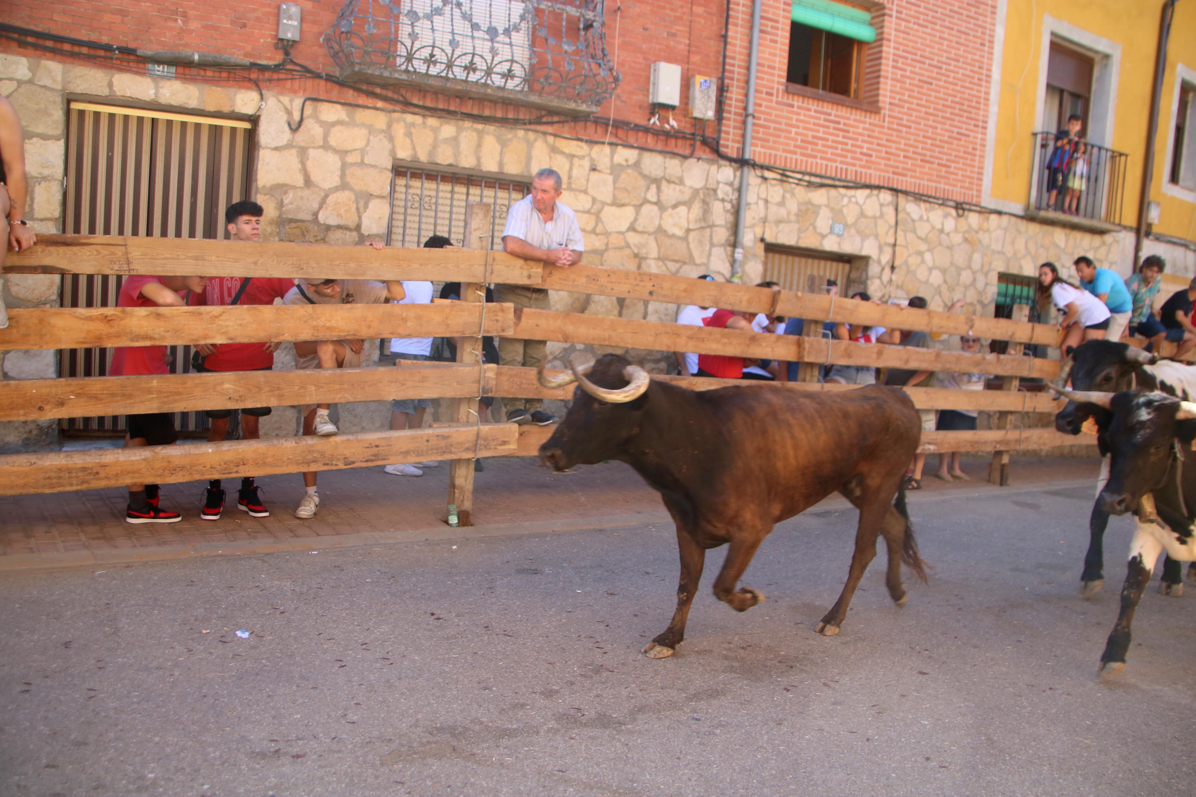 Torquemada, fiel a los encierros tradicionales
