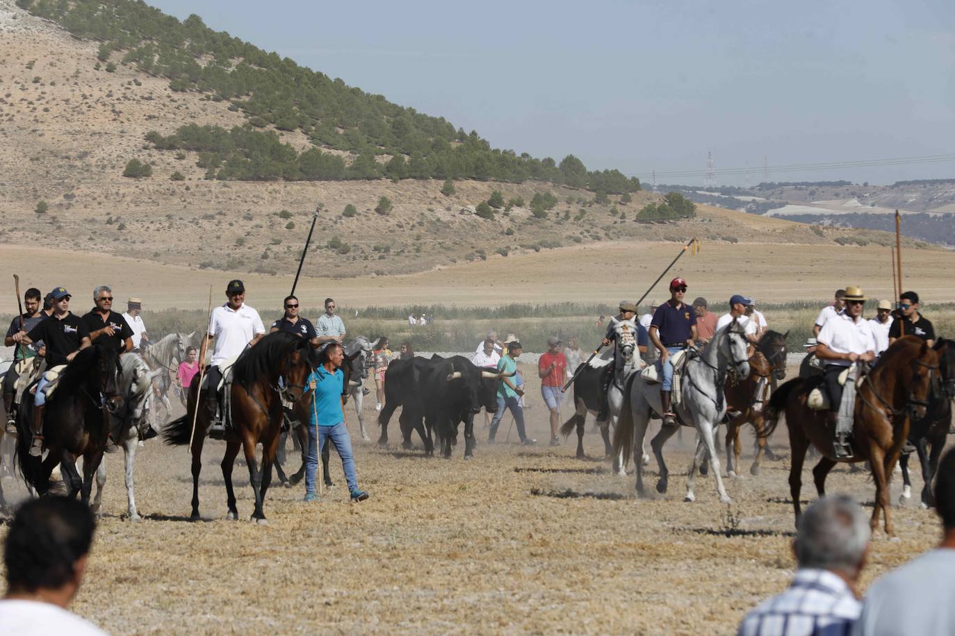 En imágenes, la trashumancia en Peñafiel a un día de comenzar las fiestas