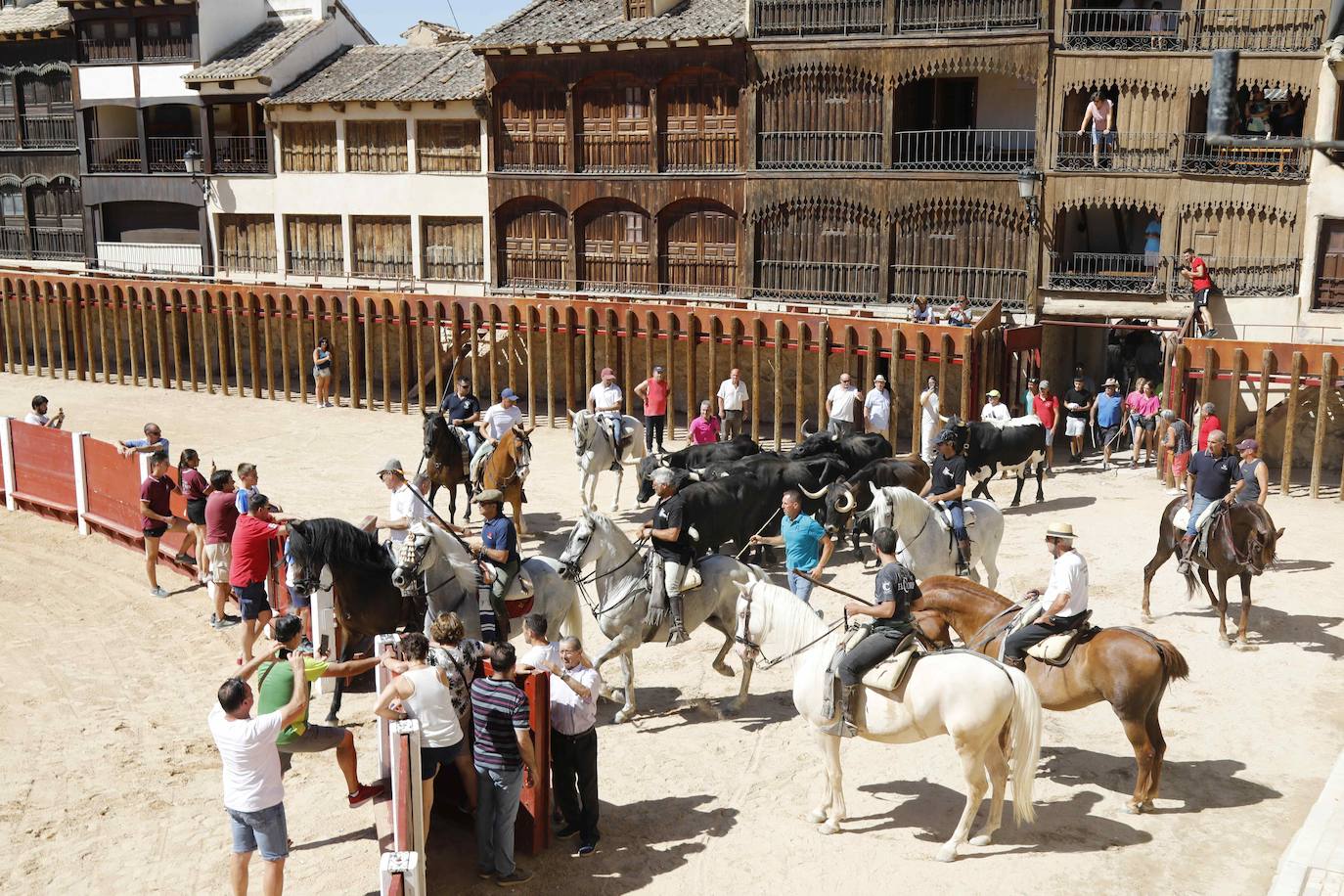 En imágenes, la trashumancia en Peñafiel a un día de comenzar las fiestas