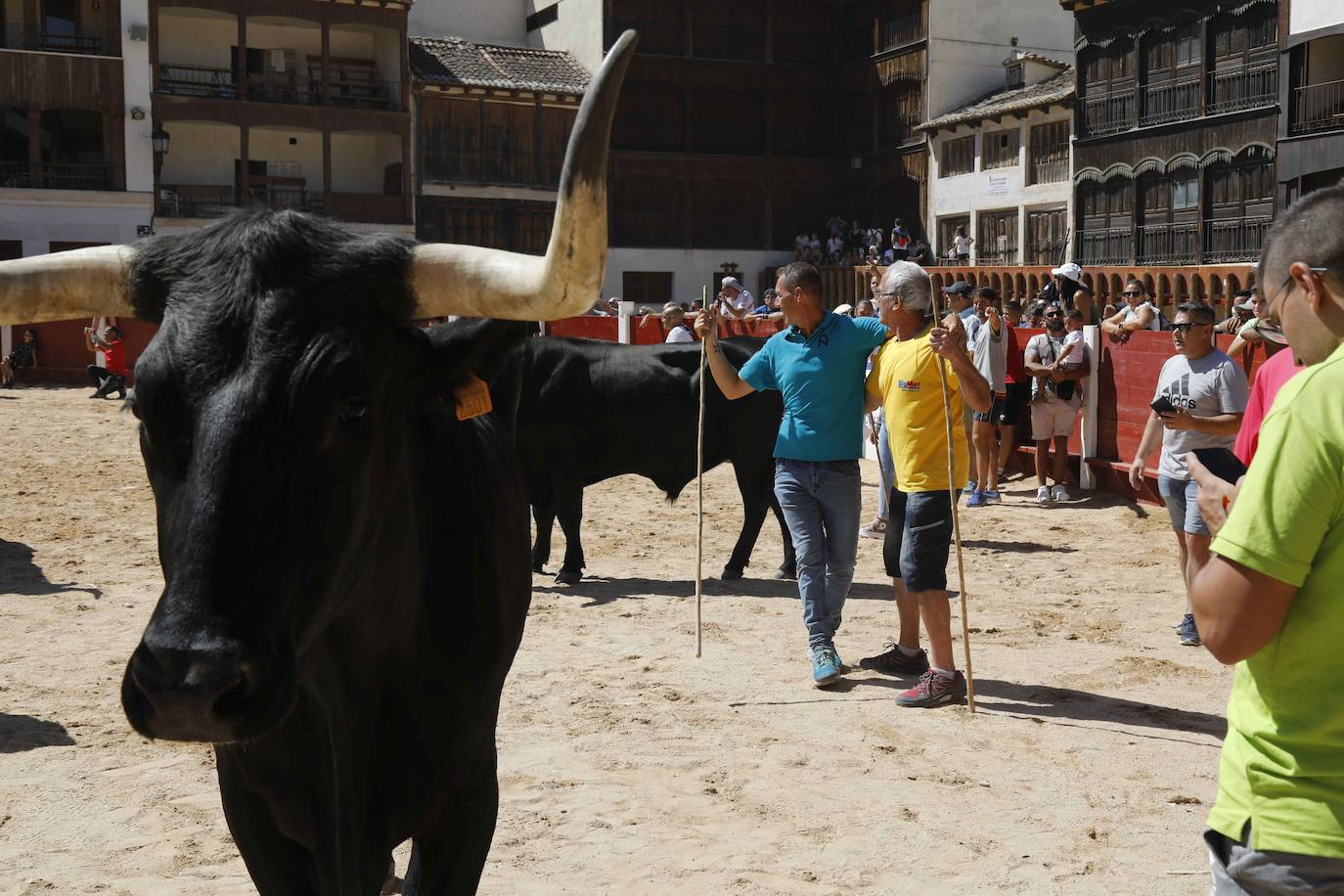 En imágenes, la trashumancia en Peñafiel a un día de comenzar las fiestas