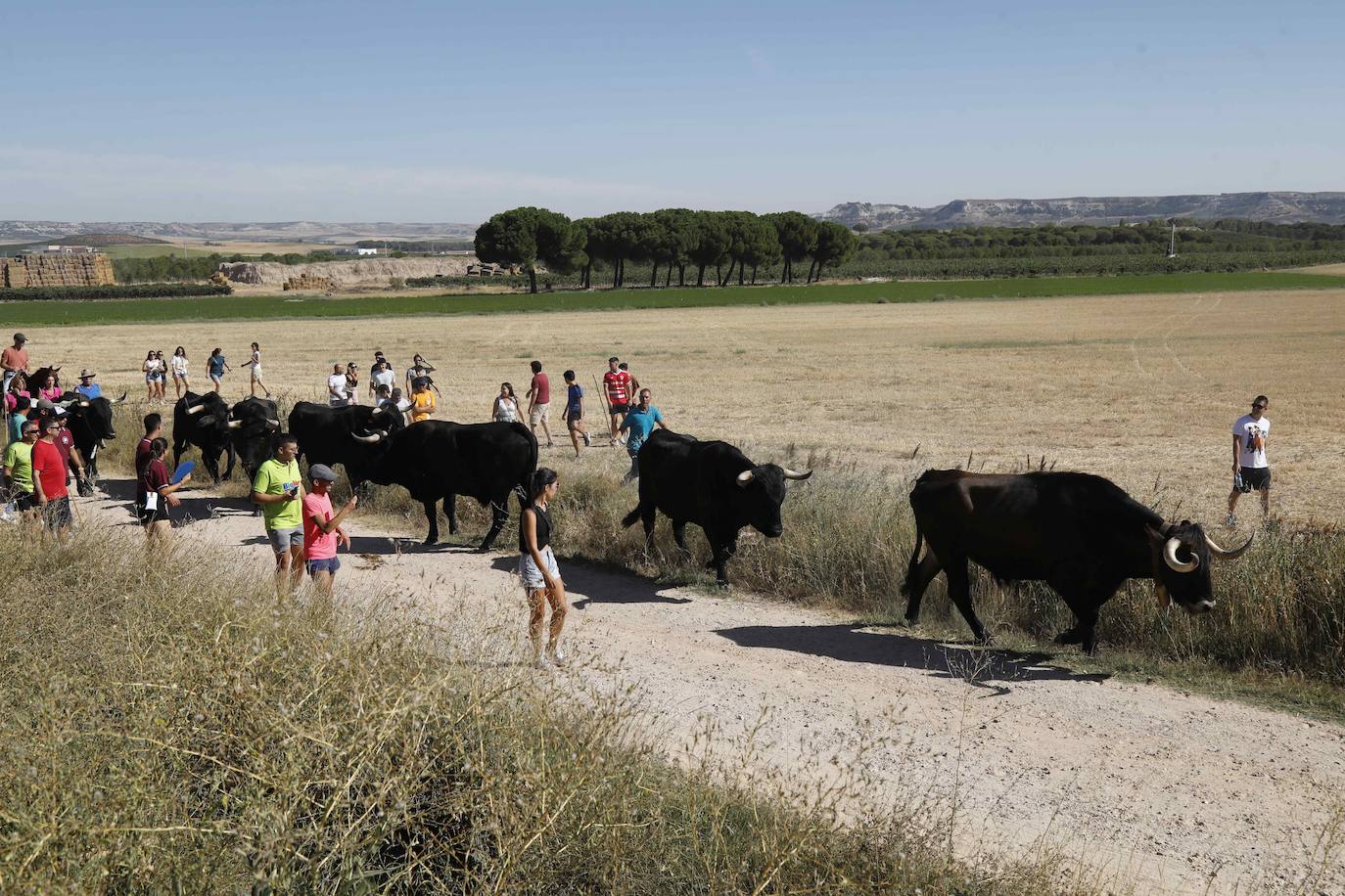 En imágenes, la trashumancia en Peñafiel a un día de comenzar las fiestas