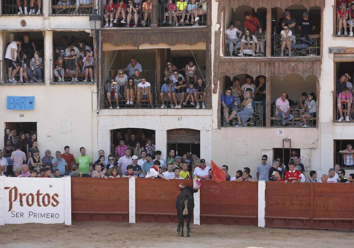 Capea de mañana en la Plaza del Coso de Peñafiel