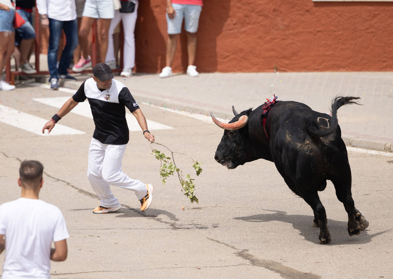 Toro del Verdejo en Rueda