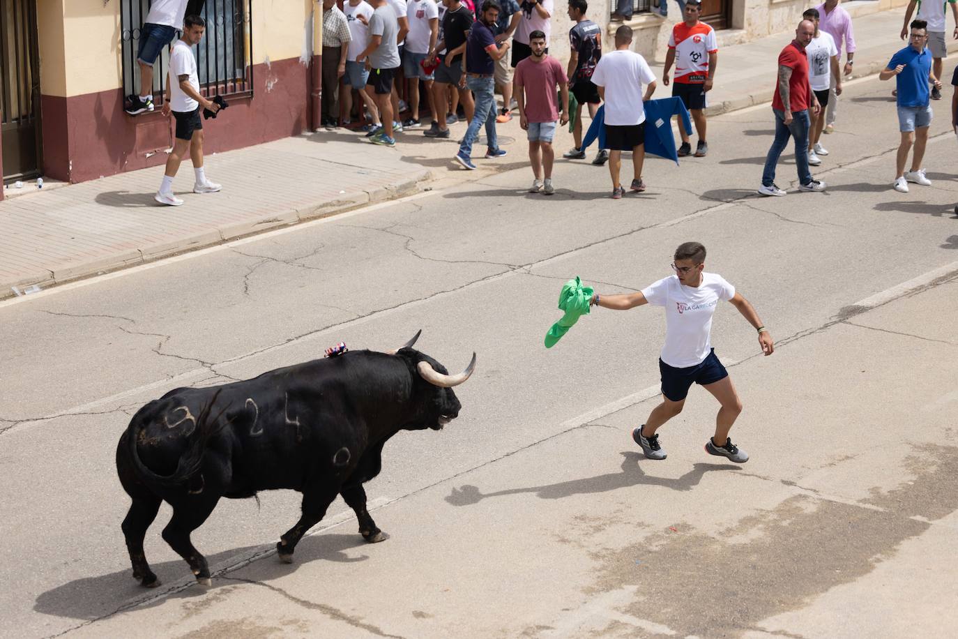 Toro del Verdejo en Rueda